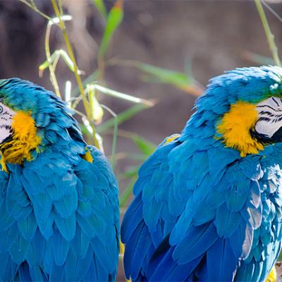 A pair of bright blue parrots