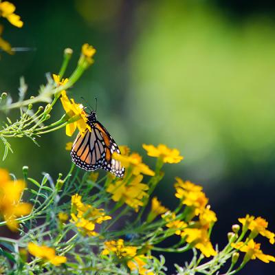 Monarch butterfly on a yellow flower in a garden