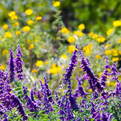 A group of purple flowers in focus in the foreground with yellow flowers and greenery in the background.