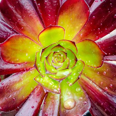 Raindrops sitting on the petals of a vibrant succulent